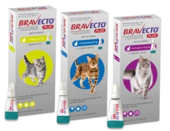 Bravecto Plus Spot On For Cats - Medium Cat 250mg (2.8-6.25kg): 1 Pipette